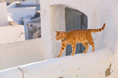 Kırmızı kedi yürüyüş