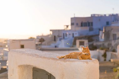 Kırmızı kedi rahatlatıcı