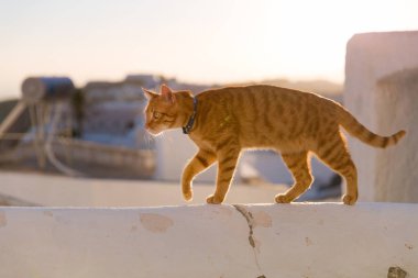 Kırmızı kedi yürüyüş