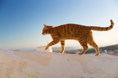 Kırmızı kedi yürüyüş