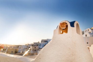 Kırmızı kedi rahatlatıcı