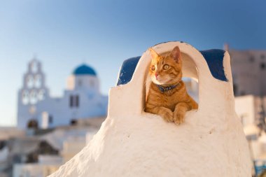 Kırmızı kedi rahatlatıcı