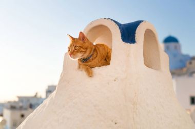 Kırmızı kedi rahatlatıcı