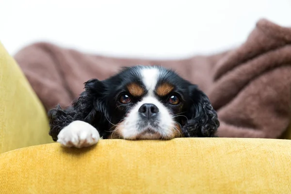 Retrato de un perro — Foto de Stock