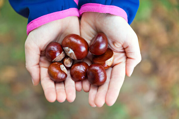 chestnuts in hands