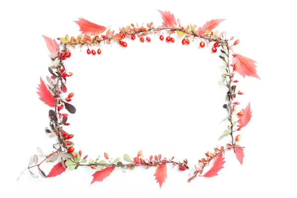 Floraler Hintergrund im Herbst — Stockfoto