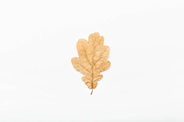 Jesienny liść. Widok płaski świeckich, top jesień koncepcja minimalne. — Zdjęcie stockowe