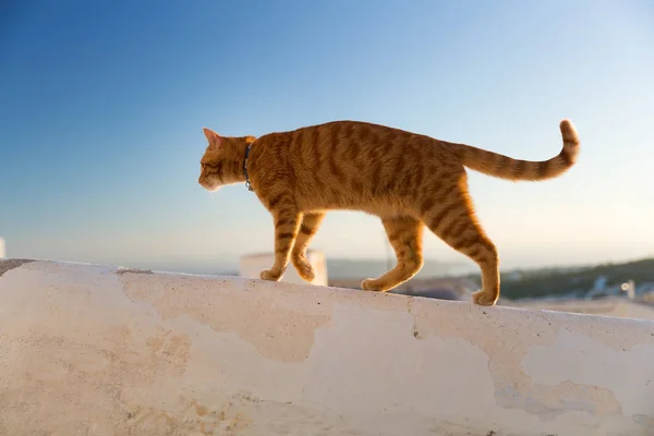Rød katt som går – stockfoto