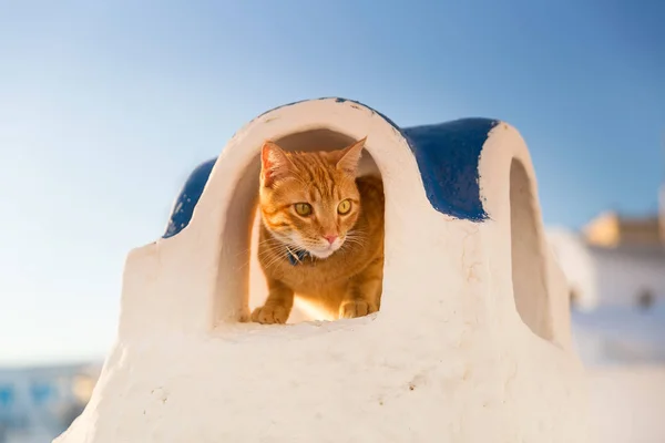 よそ見赤猫 — ストック写真