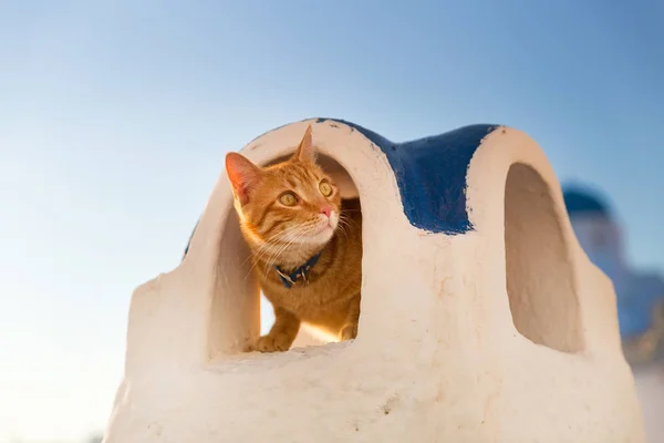 Rote Katze schaut zur Seite — Stockfoto