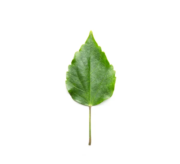 Green leaf, flat lay — Stock Photo, Image