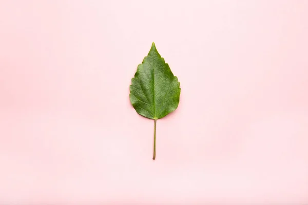 Зелений лист, плоский ліжко — стокове фото
