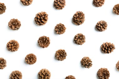 çam kozalakları, düz yatıyordu