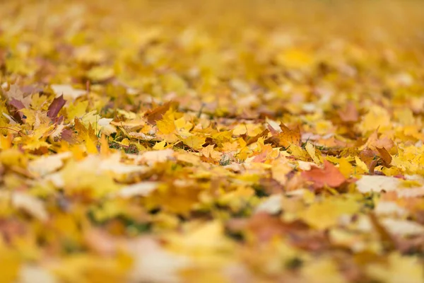 Yellow leaves in the park — Stock Photo, Image