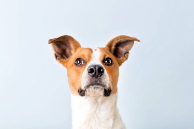 Bir köpeğin portresi.