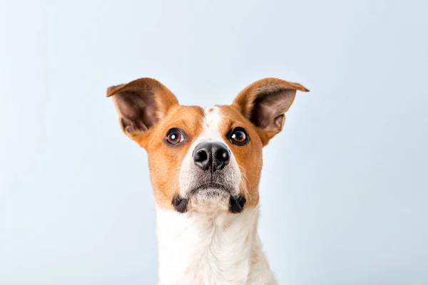 Retrato de un perro — Foto de Stock