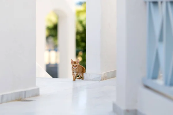 かわいい子猫 — ストック写真