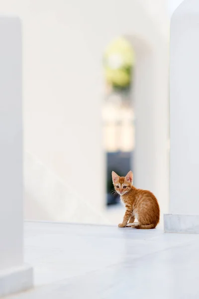 座っているかわいい子猫 — ストック写真