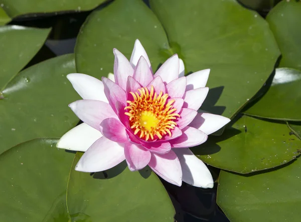 Water lily in the pond — Stock Photo, Image