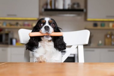 sosis köpek