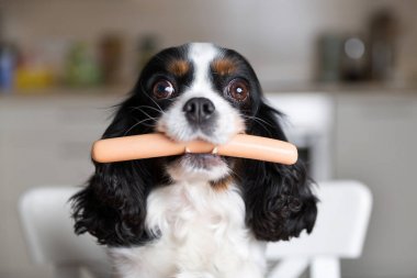 sosis köpek