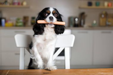 sosis köpek