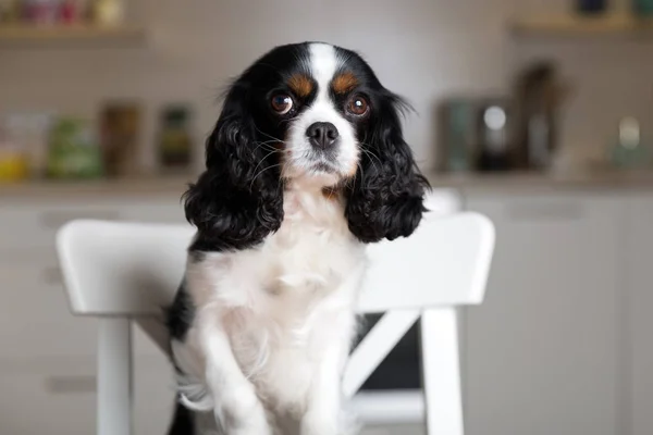 Hund auf Küchenstuhl — Stockfoto