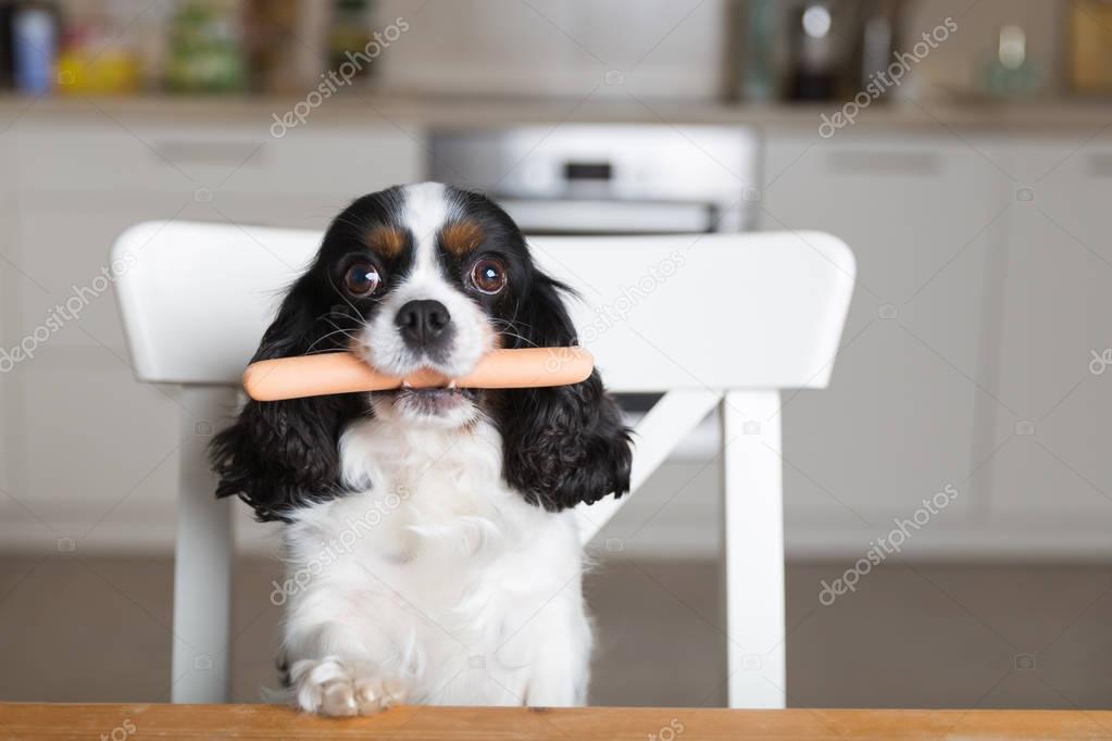 Dog with sausage