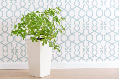 Yeşil Beyaz tencerede bitki 