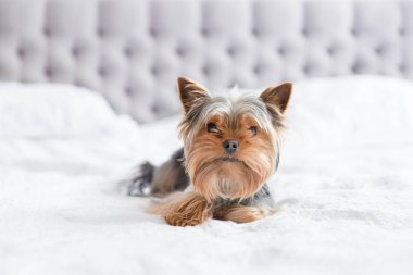 Yatak odasında şirin Yorkshire Teriyeri