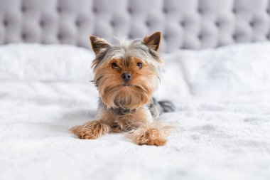 Yatak odasında şirin Yorkshire Teriyeri