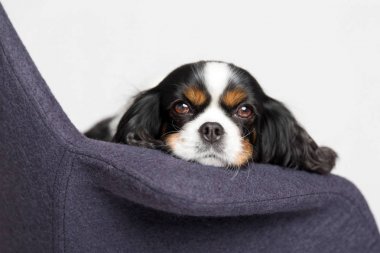 Köpek doğru eğilir başına tekli