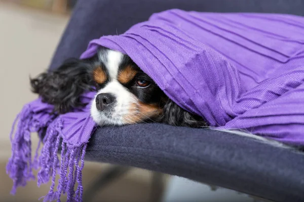 毛布の下の犬 — ストック写真