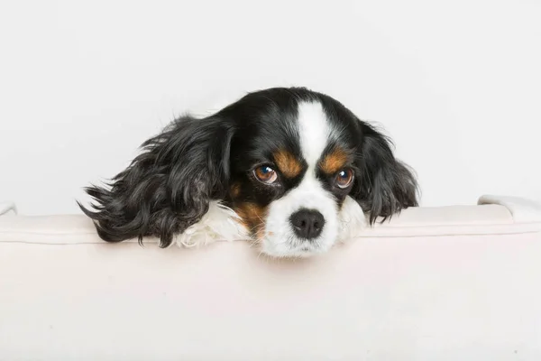 Dog leans head on the armchair — Stock Photo, Image