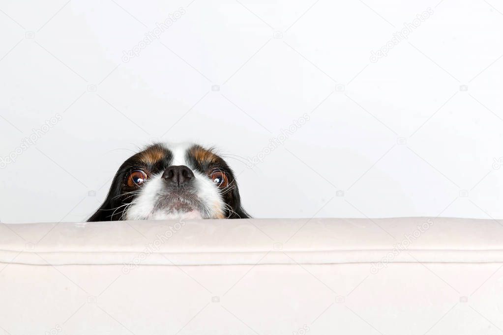 Dog leans head on the armchair