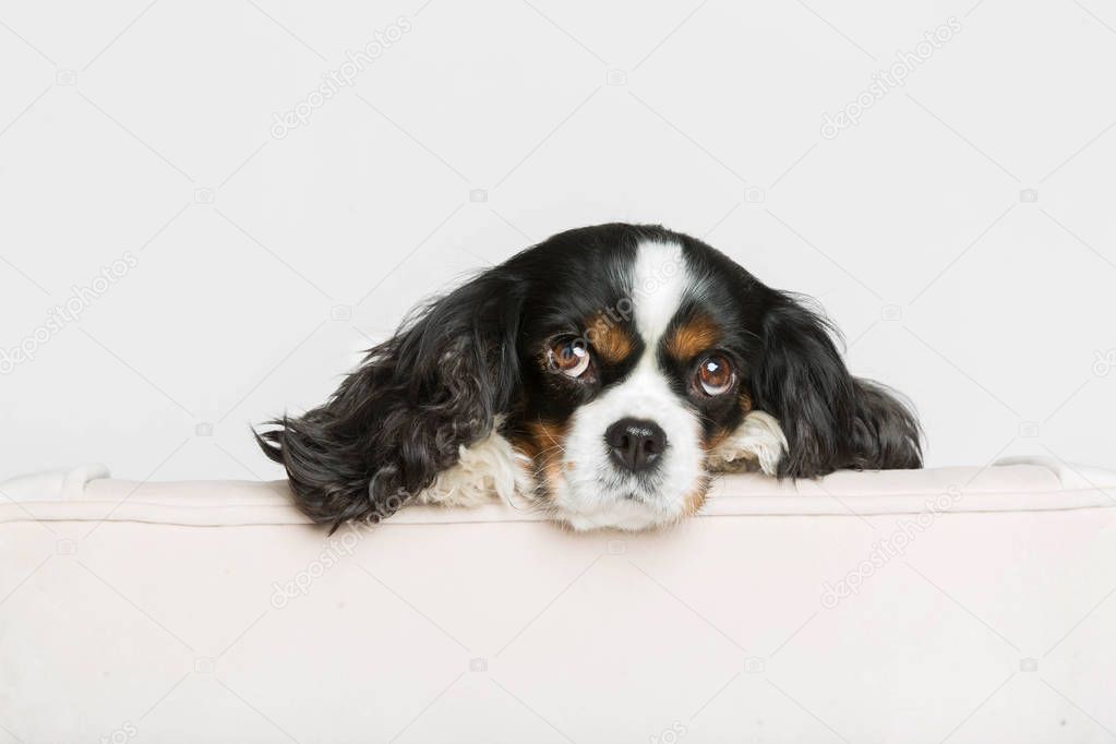 Dog leans head on the armchair