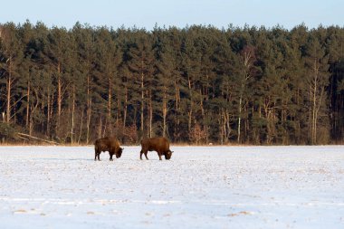 İki görkemli vahşi bizonlar