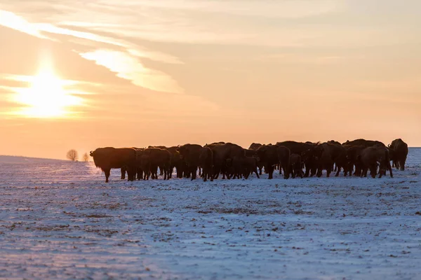 Troupeau de bisons sauvages — Photo