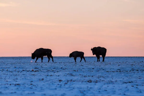 Trois bisons sauvages — Photo