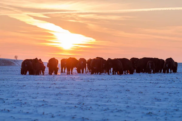 Troupeau de bisons sauvages — Photo