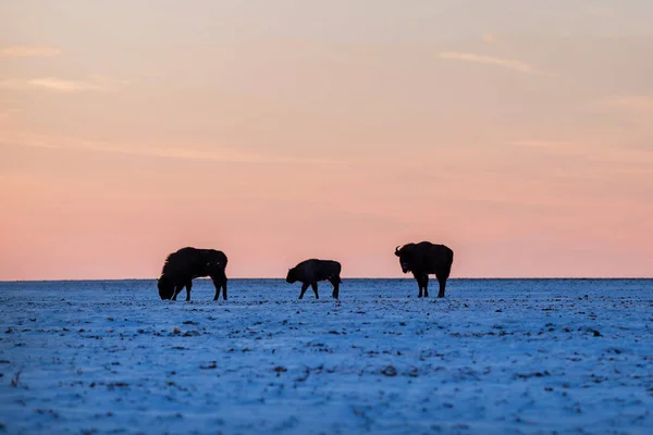 Trois bisons sauvages — Photo