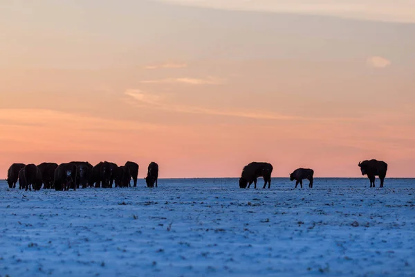 Troupeau de bisons sauvages — Photo