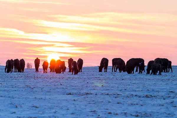 Troupeau de bisons sauvages — Photo