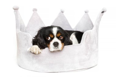 sevimli köpek dinlenme 