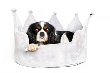 sevimli köpek yatakta