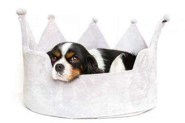 sevimli köpek dinlenme 