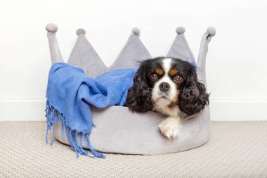 sevimli köpek rahatlatıcı