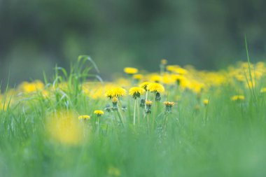 Sarı çiçek açan dandelions ile çayır