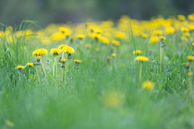 Sarı çiçek açan dandelions ile çayır