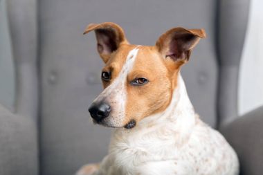 Koltuk üzerinde köpek